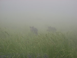 Escursioni Abetone porks in the fog