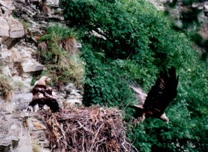 Aquila reale al nido (foto Giorgio Nini)