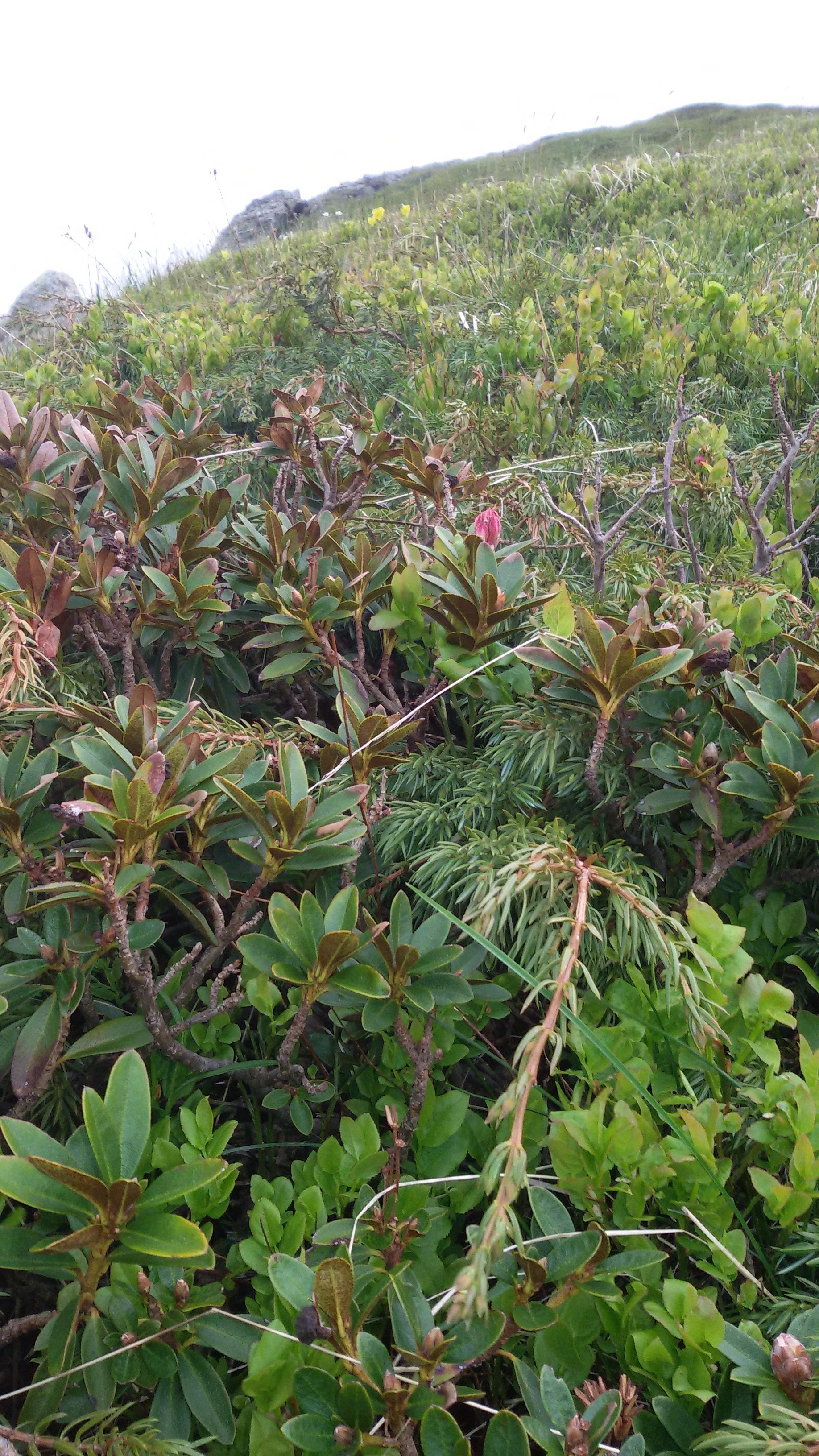 Rododendri e mirtilli: trekking e degustazioni nel weekend a Fanano