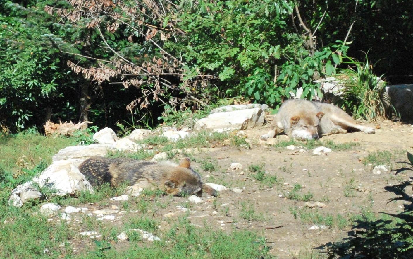 Ululati nella notte. Escursione notturna sulla tracce del lupo