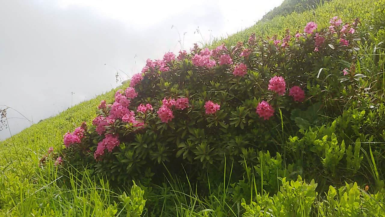 Rododendri in fiore sul Libro Aperto