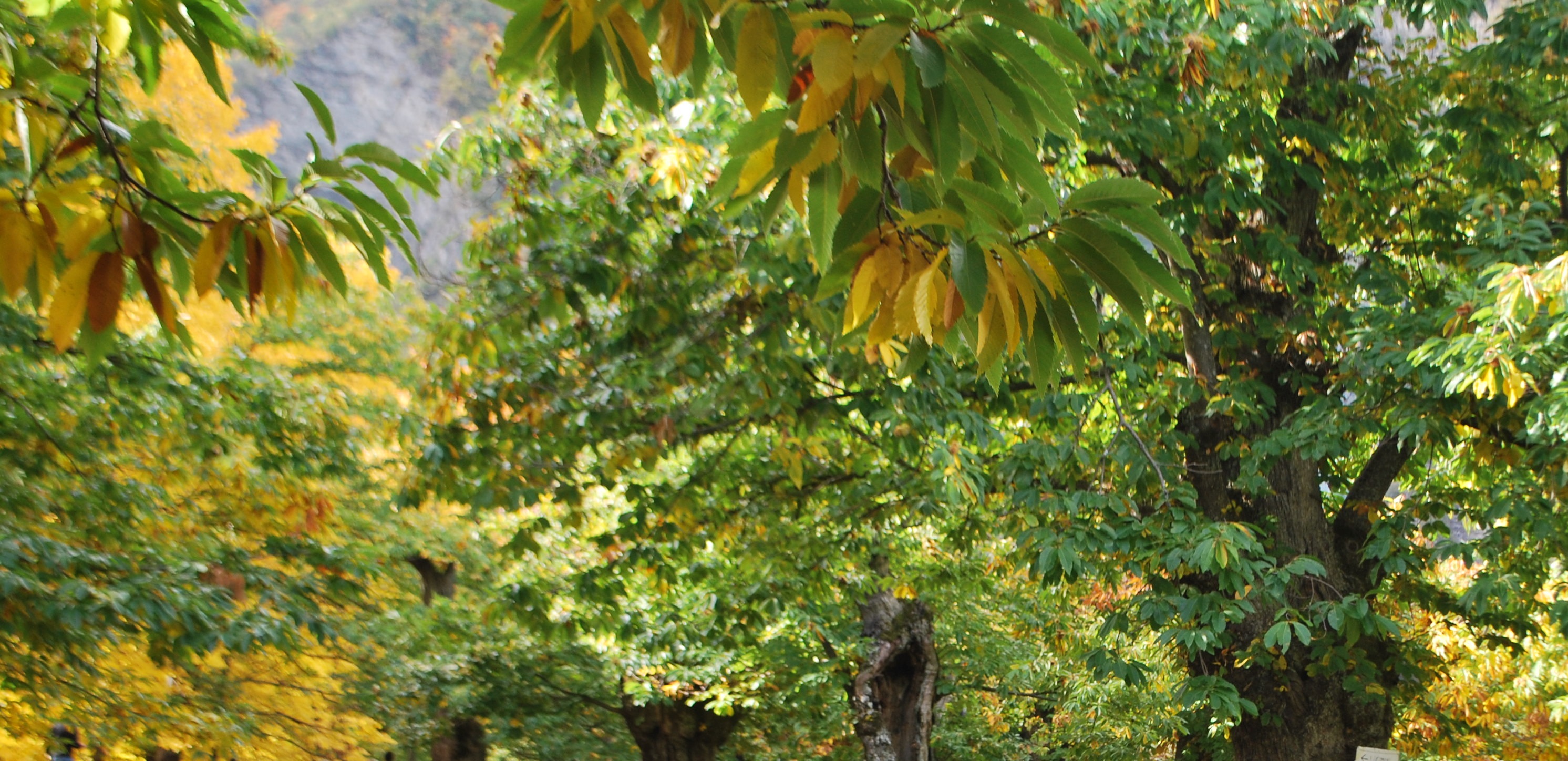 Trekking tra le castagne di Montrecreto