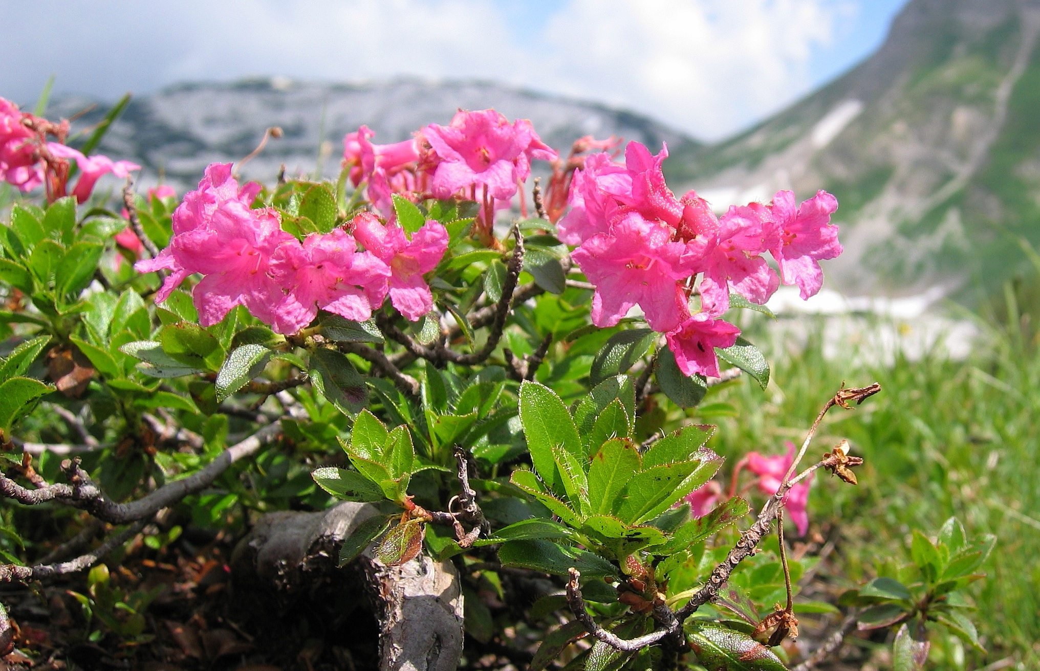 Rododendri in fiore a 2000 metri sui crinali