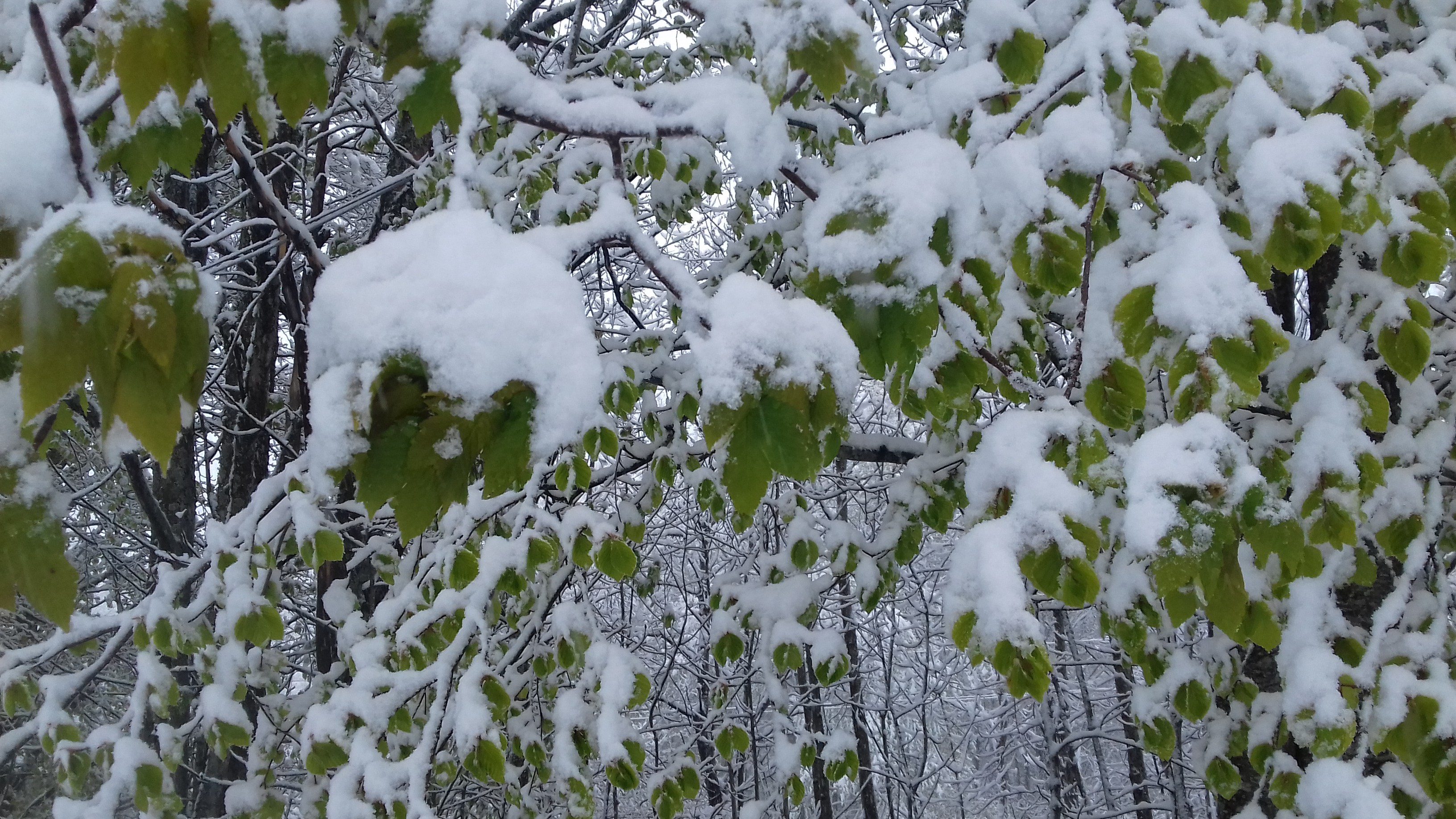 La nevicata del Maggio 2019