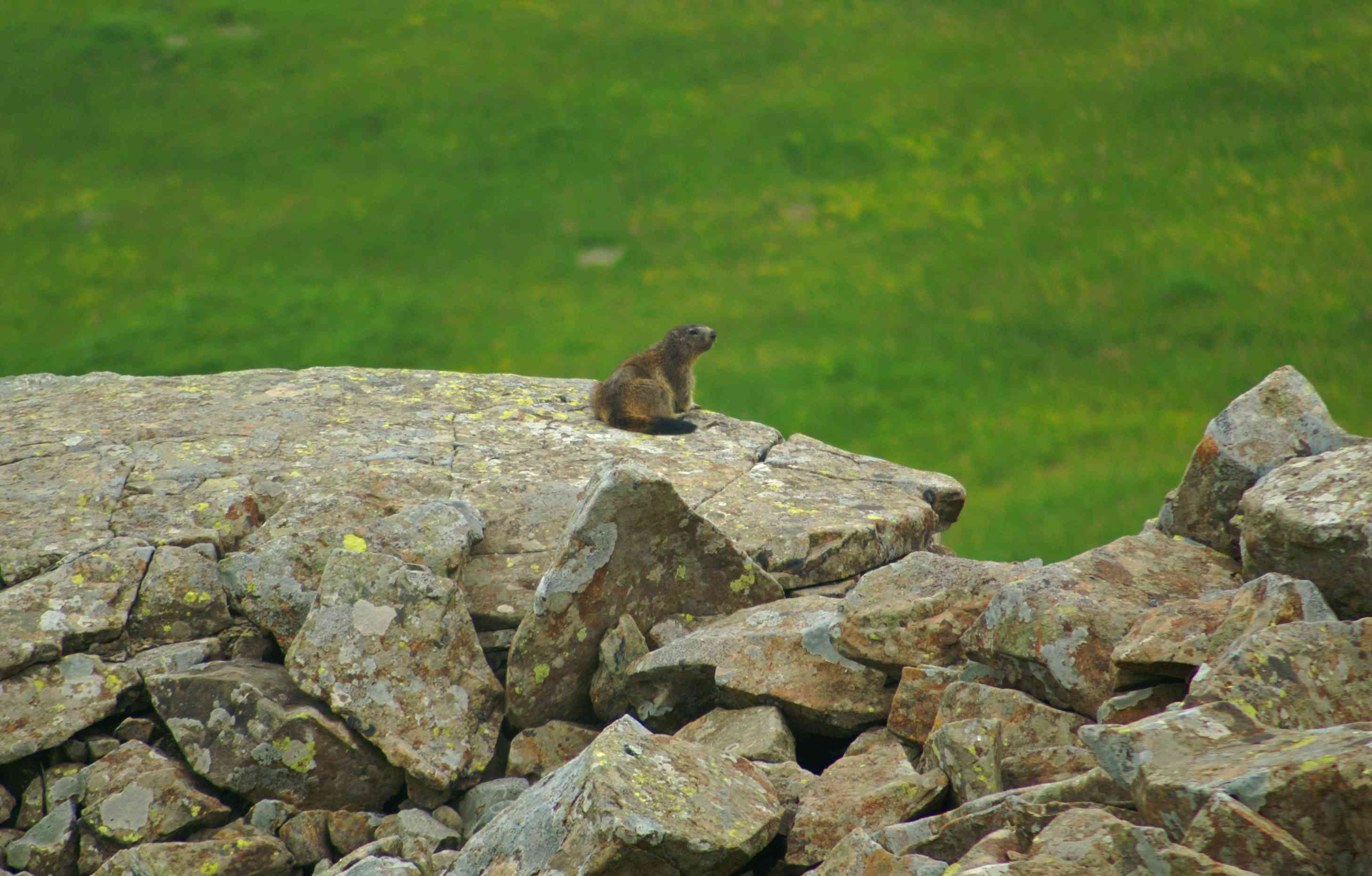 Vita delle marmotte: questione di fischi