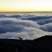 Stambecco davanti alle Nuvole al Rifugio Quintino Sella, sulle alpi piemontesi, ai piedi del Monviso