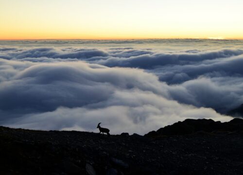 Quegli stambecchi all’alba sulle Alpi ai piedi del Monviso