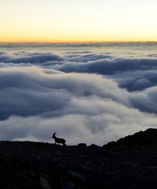 Quegli stambecchi all’alba sulle Alpi ai piedi del Monviso