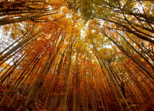 Foliage al Lago Santo parmense