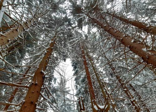 Le foreste dell’Abetone