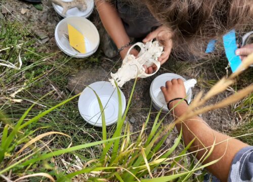 Quante ne sai sugli animali? Quiz, gioco-escursione e pranzo al CAMPEX Le Casellacce