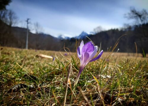 Tra neve e prati fioriti