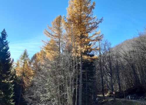 Larici dorati e altre magie autunnali in Val di Luce